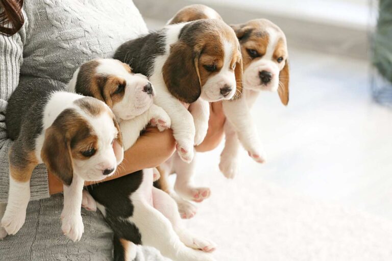How Many Puppies Do Beagles Have