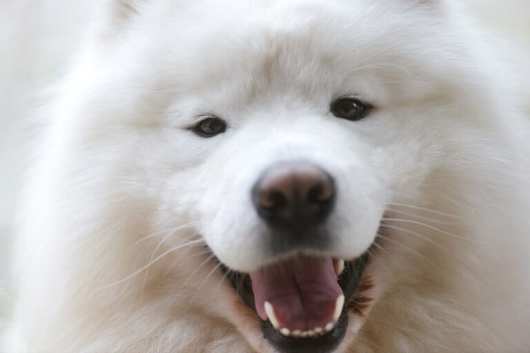 How Much Do Samoyeds Shed