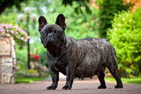 How Long is a French Bulldog Pregnant For