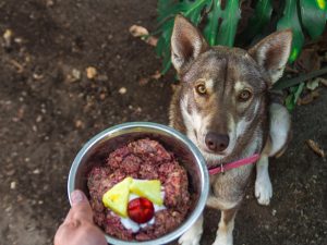 Raw Food Diet For Dogs