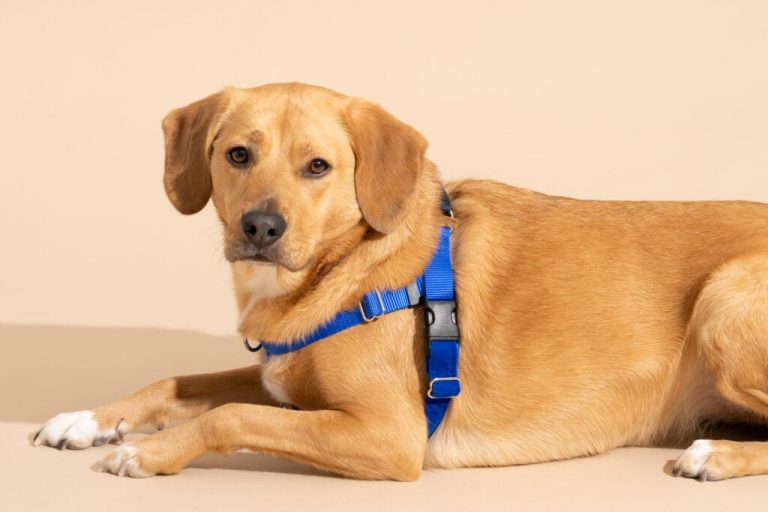 Best Dog Harnesses