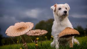 Can Dogs Eat Mushrooms