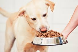 Diabetic Dog Food